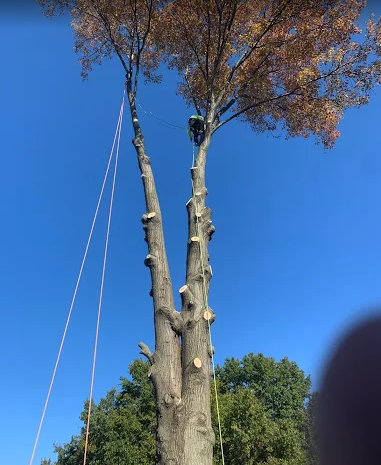 Mike Carr removing a large tree with a bucket truck in Springfield, IL