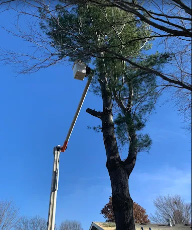 Bucket truck reaching a tall pine
